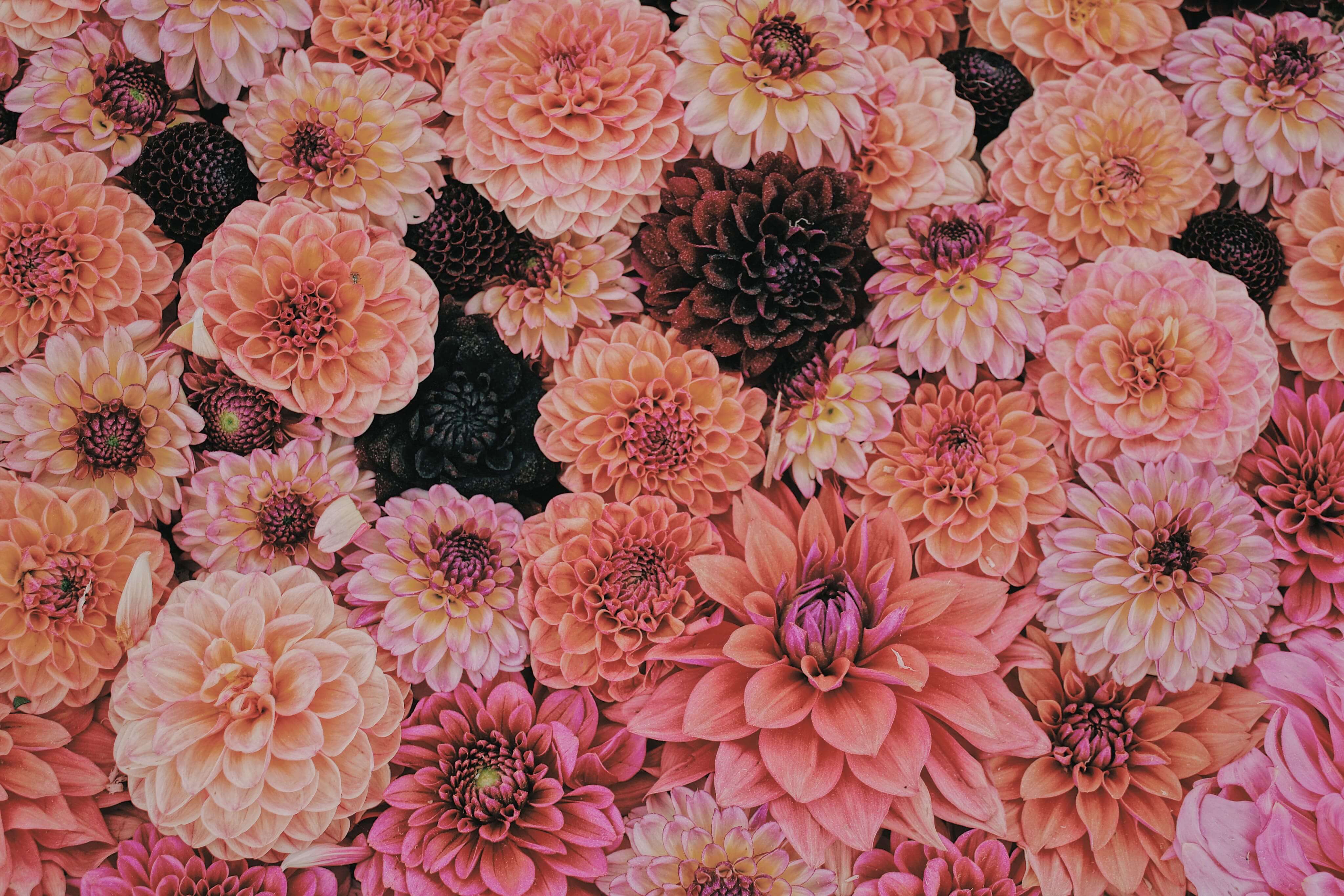 Familia de fragancias